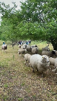 3.A pásla ovce